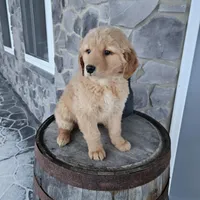 bill, a male Golden Retriever for sale in Grabill, IN – Photo 7 of 8
