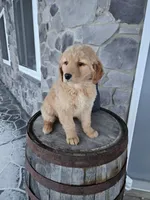 bill, a male Golden Retriever for sale in Grabill, IN – Photo 7 of 8