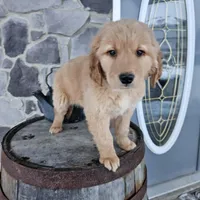 bill, a male Golden Retriever for sale in Grabill, IN – Photo 1 of 8