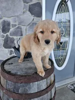 bill, a male Golden Retriever for sale in Grabill, IN – Photo 1 of 8