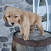 bill, a male Golden Retriever for sale in Grabill, IN – Photo 6 of 8
