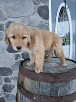 bill, a male Golden Retriever for sale in Grabill, IN – Photo 6 of 8