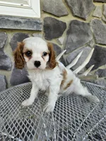 Belem, a male Cavalier King Charles Spaniel for sale in Grabill, IN – 3 of 9