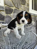 Sammy, a male Cavalier King Charles Spaniel for sale in Grabill, IN – 7 of 10