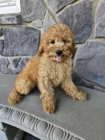 Ruffles , a male Miniature Goldendoodle for sale in Grabill, IN – 6 of 7