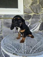 Tina, a female Cavalier King Charles Spaniel for sale in Grabill, IN – 3 of 10