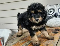 ace, a male Poodle - Toy  for sale in Grabill, IN – 5 of 10