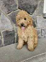 ace, a male Miniature Goldendoodle for sale in Grabill, IN – 5 of 8