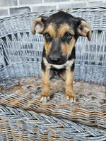 Lance, a male German Shepherd Dog for sale in Grabill, IN – 4 of 8