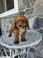 Clifford, a male Cavapoo for sale in Grabill, IN – 9 of 10