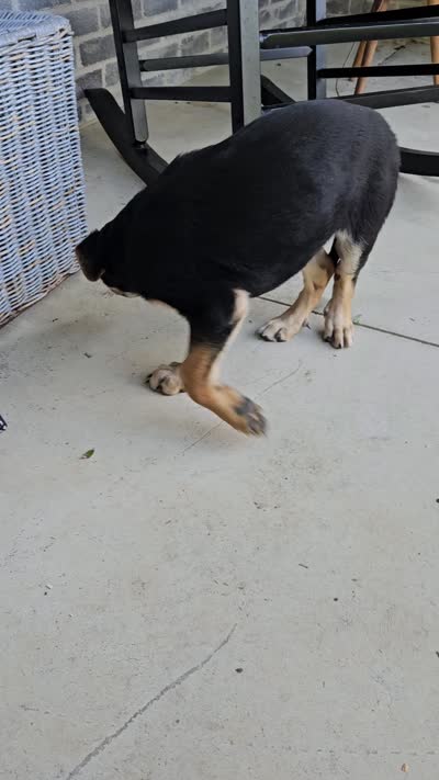 Sarah, a female German Shepherd Dog for sale in Grabill, IN – 7 of 7