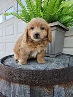 hank, a male Goldendoodle for sale in Grabill, IN – 6 of 9