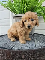 bella, a female Miniature Goldendoodle for sale in Grabill, IN – 4 of 10