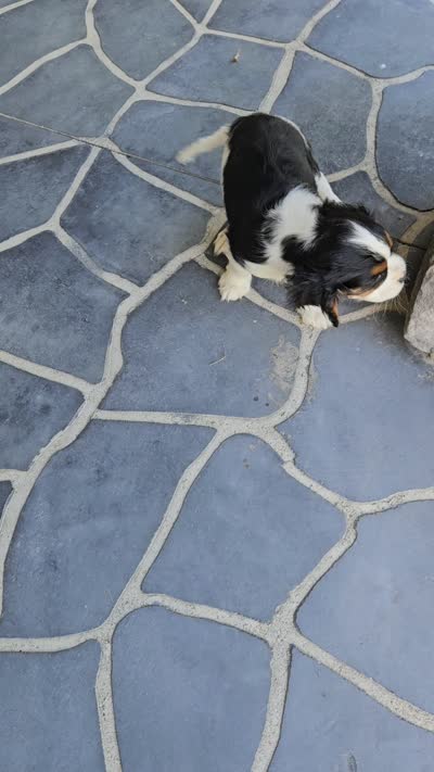 Sammy, a male Cavalier King Charles Spaniel for sale in Grabill, IN – 10 of 10