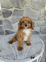 Clifford, a male Cavapoo for sale in Grabill, IN – 4 of 10