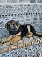 Rocky, a male German Shepherd Dog for sale in Grabill, IN – 4 of 9