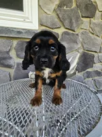 Tina, a female Cavalier King Charles Spaniel for sale in Grabill, IN – 4 of 10