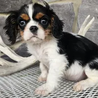 Rocky, a male Cavalier King Charles Spaniel for sale in Grabill, IN – Photo 6 of 8