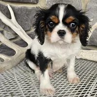 Rocky, a male Cavalier King Charles Spaniel for sale in Grabill, IN – Photo 1 of 8