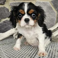 Rocky, a male Cavalier King Charles Spaniel for sale in Grabill, IN – Photo 3 of 8