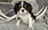 Rocky, a male Cavalier King Charles Spaniel for sale in Grabill, IN – Photo 3 of 8