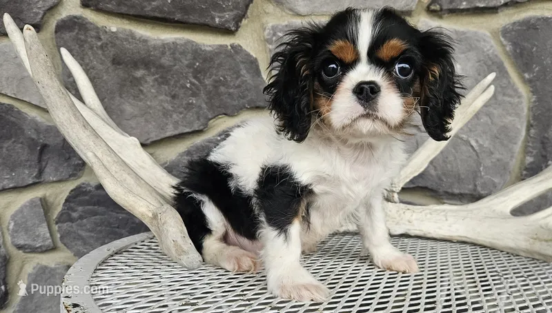 Rocky – Cavalier King Charles Spaniel puppy for sale in Grabill, IN