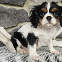 Rocky, a male Cavalier King Charles Spaniel for sale in Grabill, IN – Photo 4 of 8