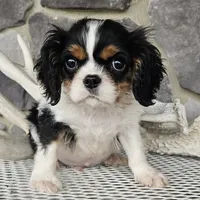 Rocky, a male Cavalier King Charles Spaniel for sale in Grabill, IN – Photo 2 of 8