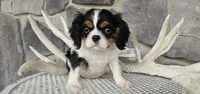 Rocky, a male Cavalier King Charles Spaniel for sale in Grabill, IN – Photo 2 of 8