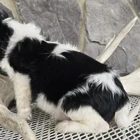 Rocky, a male Cavalier King Charles Spaniel for sale in Grabill, IN – Photo 7 of 8