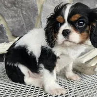 Rocky, a male Cavalier King Charles Spaniel for sale in Grabill, IN – Photo 5 of 8