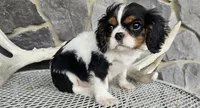 Rocky, a male Cavalier King Charles Spaniel for sale in Grabill, IN – Photo 5 of 8