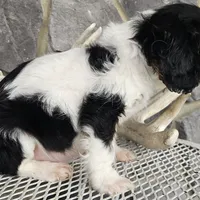 Rocky, a male Cavalier King Charles Spaniel for sale in Grabill, IN – Photo 8 of 8
