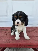 Bethany , a female Cavalier King Charles Spaniel for sale in Grabill, IN – Photo 6 of 8