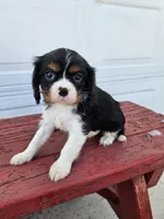 Bethany , a female Cavalier King Charles Spaniel for sale in Grabill, IN – Photo 1 of 8
