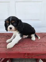 Bethany , a female Cavalier King Charles Spaniel for sale in Grabill, IN – Photo 8 of 8