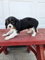 Bethany , a female Cavalier King Charles Spaniel for sale in Grabill, IN – Photo 3 of 8