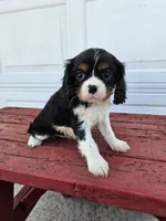 Bethany , a female Cavalier King Charles Spaniel for sale in Grabill, IN – Photo 2 of 8