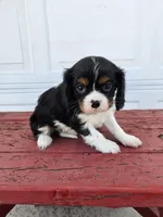 Bethany , a female Cavalier King Charles Spaniel for sale in Grabill, IN – Photo 4 of 8
