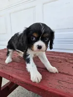 Bethany , a female Cavalier King Charles Spaniel for sale in Grabill, IN – Photo 5 of 8