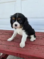 Bethany , a female Cavalier King Charles Spaniel for sale in Grabill, IN – Photo 7 of 8