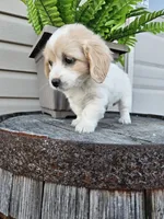 Kevin, a male Miniature Goldendoodle for sale in Grabill, IN – 3 of 10