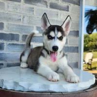 Girly, a female Siberian Husky for sale in Grabill, IN – Photo 3 of 10