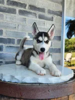 processed/3bf165e2-0b24-428f-9cb0-75df13e380d4/listing/ca9dd979-83ce-45e7-a812-2cb12ec18ae6/1b6bc758-5a5e-49f4-8ecc-19c78fdbdf07