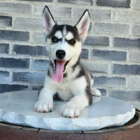 Girly, a female Siberian Husky for sale in Grabill, IN – Photo 6 of 10
