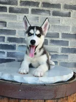 processed/3bf165e2-0b24-428f-9cb0-75df13e380d4/listing/ca9dd979-83ce-45e7-a812-2cb12ec18ae6/2a5a8d48-8c53-4b5d-883d-6158016e830c