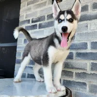 Girly, a female Siberian Husky for sale in Grabill, IN – Photo 1 of 10