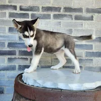 Girly, a female Siberian Husky for sale in Grabill, IN – Photo 9 of 10
