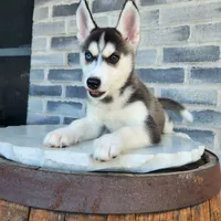 Girly, a female Siberian Husky for sale in Grabill, IN – Photo 8 of 10