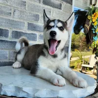 Girly, a female Siberian Husky for sale in Grabill, IN – Photo 7 of 10